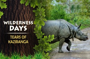 One Horned Rhino-Kaziranga Tour
