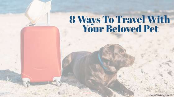 8 Ways To Travel With Your Beloved Pets